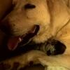 Livestock guardian dog Anatolian/Kangal puppies
