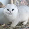 Scottish Fold Silver Chinchilla Male 