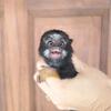 Tamarin 