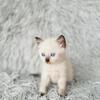 Siamese kittens 