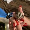Lineaged female sugar glider joey