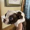SMALL RED AND WHITE FEMALE BOSTON TERRIER PUP READY FOR NEW HOME