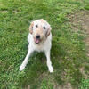 Labradoodle