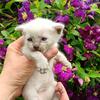 Beautiful Blue Point Siamese 