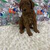 Poodle Male red 