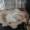 Female shih tzu