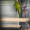 Rare Peach Front Conure - $850 (Charlotte)