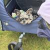 Male French bulldog 