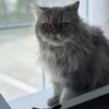 Persian female cat