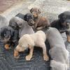 Ckc Doberman pups for $1000