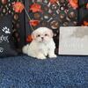 Lainey Gorgeous ACA Registered Shih-tzu