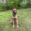 17 month old Belgian malinoise 
