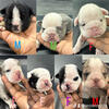 These beautiful puppies For Sale