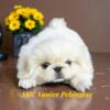 Texas Pekingese Puppies