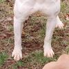 Blanca American Bulldog
