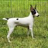 Pending Sale  TOY FOX TERRIER Logan MALE #3