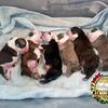 TtHuncho pups BORN 9/2/2023