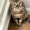 Rehoming - Golden male Bengal kitten