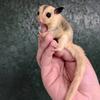 **BABY SUGAR GLIDERS** Hand Raised w/ Health Guarantees!!!