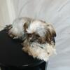 Toy male shorkie