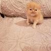 CFA Persian Kitten Male Red/Orange 