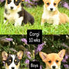 Corgi siblings ready for new homes