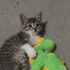 Kitten needs home