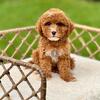 Toy Poodle Puppy 