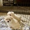 REDUCED CKC Registered Maltese 
