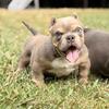 Micro bully
