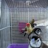 Finches and Doves for Sale 