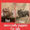 Micro exotic Bully puppys