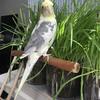 Experienced home needed for adult male cockatiel — not for beginners