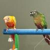 Turquoise Green Cheek Conures plus others