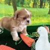 Shih tzu pupies