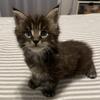 Mainecoon boys ready