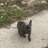 for sale blue nose, French bulldog