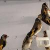 European goldfinch Parva