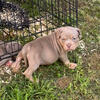 American bully pups