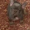 Frenchie puppies