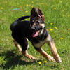 Pure DDR Eastern German Shepherd puppies Rogers City Michigan 49779 taken orders