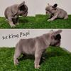 Exotic French bull dogs