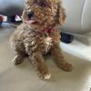 Mini golden doodle 