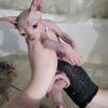 Sphynx Kittens ready December 1, 2025