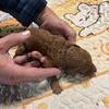 F1b Goldendoodles female puppies 