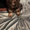 Jack/pom mix. Female born feb 21, 2026. Therapy ESADOG