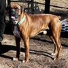 Stud - AKC Registered Boxer Available