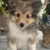 AKC SHELTIES