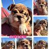 English Bulldog Puppy 