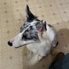 Tri Merle border collie 
